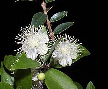 myrtus