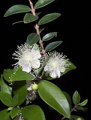 myrtus